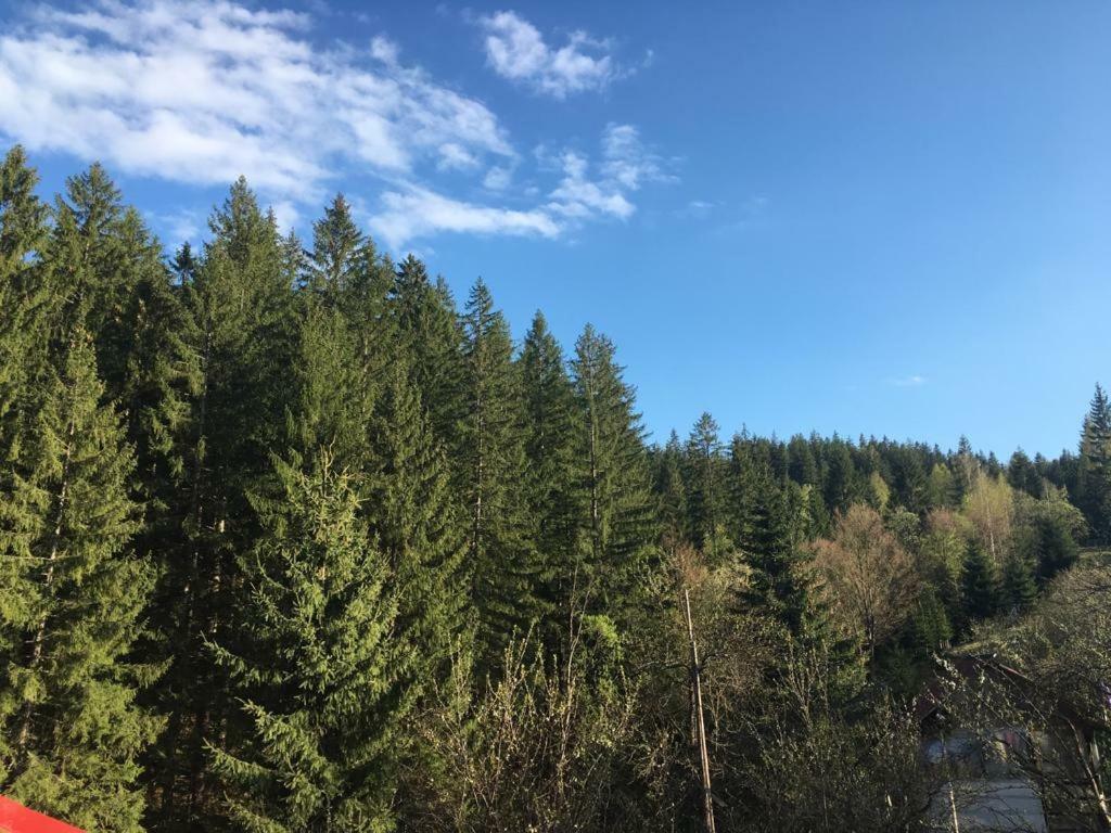 Forest Vibes Spa Cîmpu lui Neag Екстериор снимка