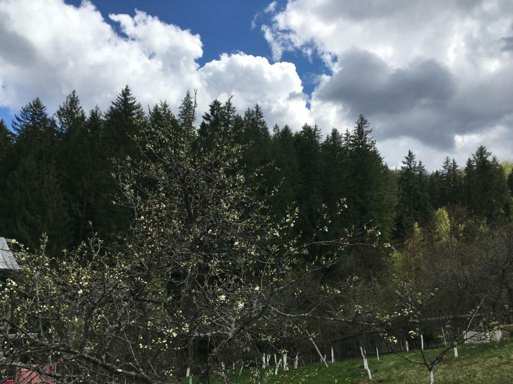 Forest Vibes Spa Cîmpu lui Neag Екстериор снимка